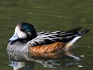 Chiloe Wigeon (WWT Slimbridge September 2013) - pic by Nigel Key